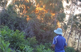 Lại cháy rừng ở Bình Định